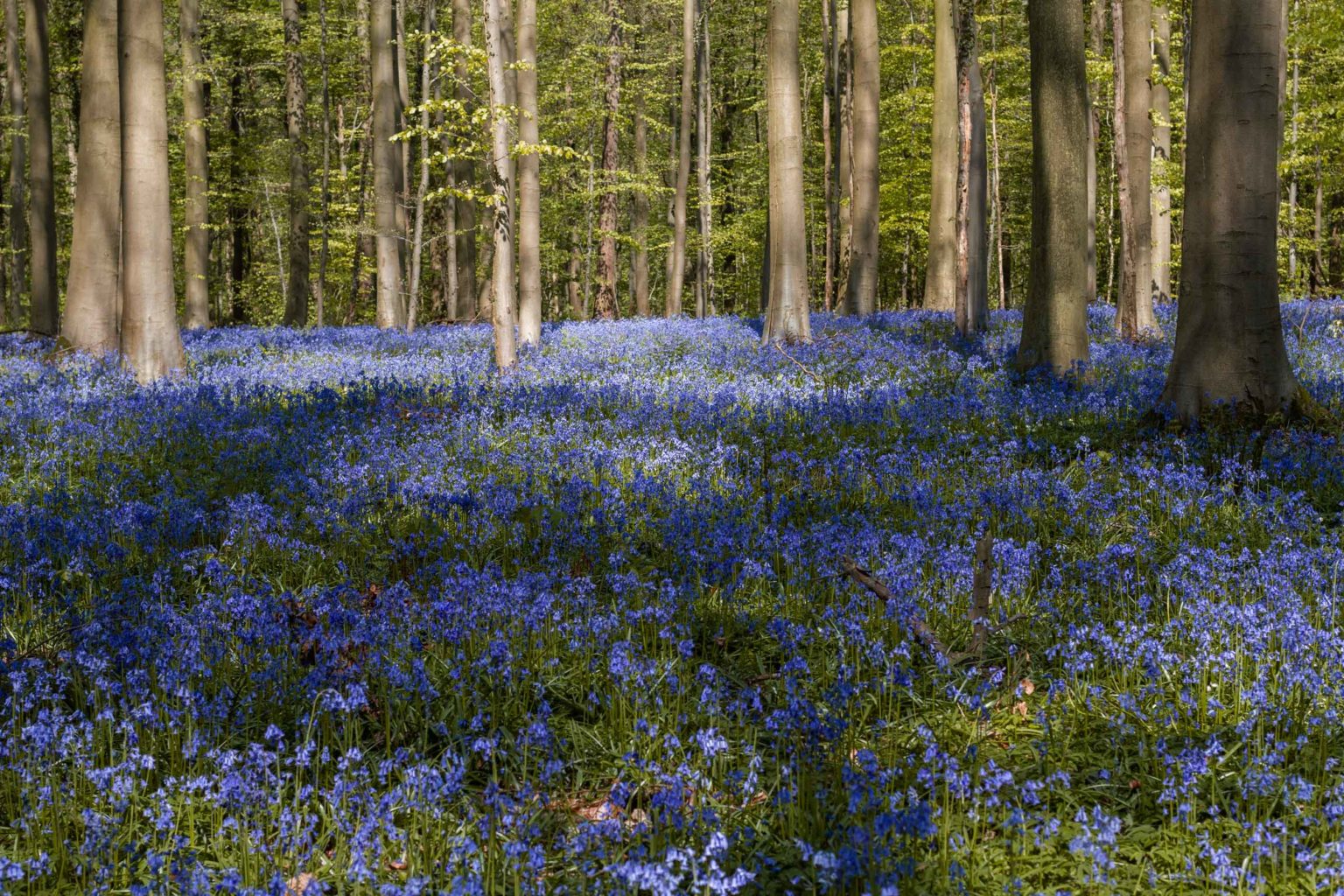 Belgium best kept secret: The Bluebells Forest in Hallerbos