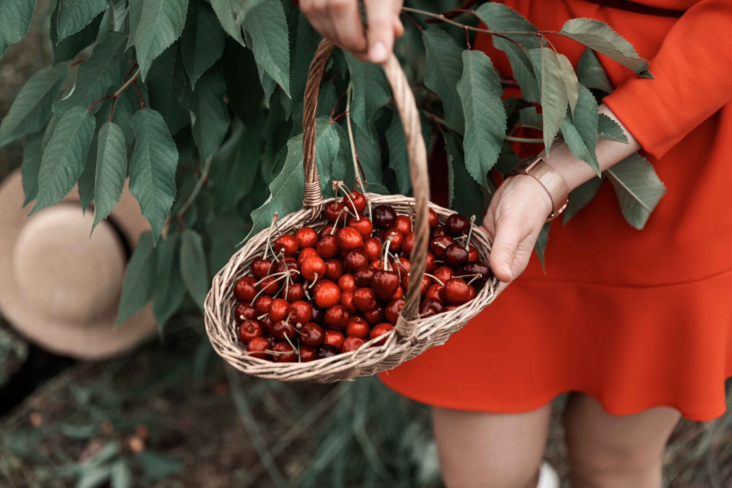 The taste of June cherry picking