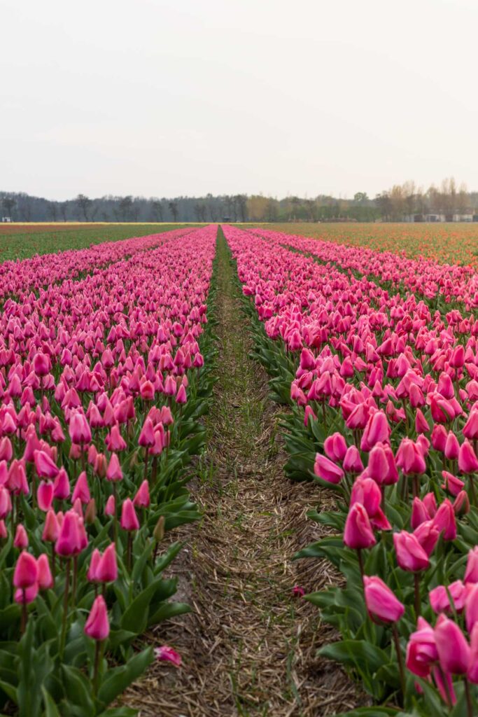 A guide to visiting the tulip fields in the Netherlands - Part-Time Passport