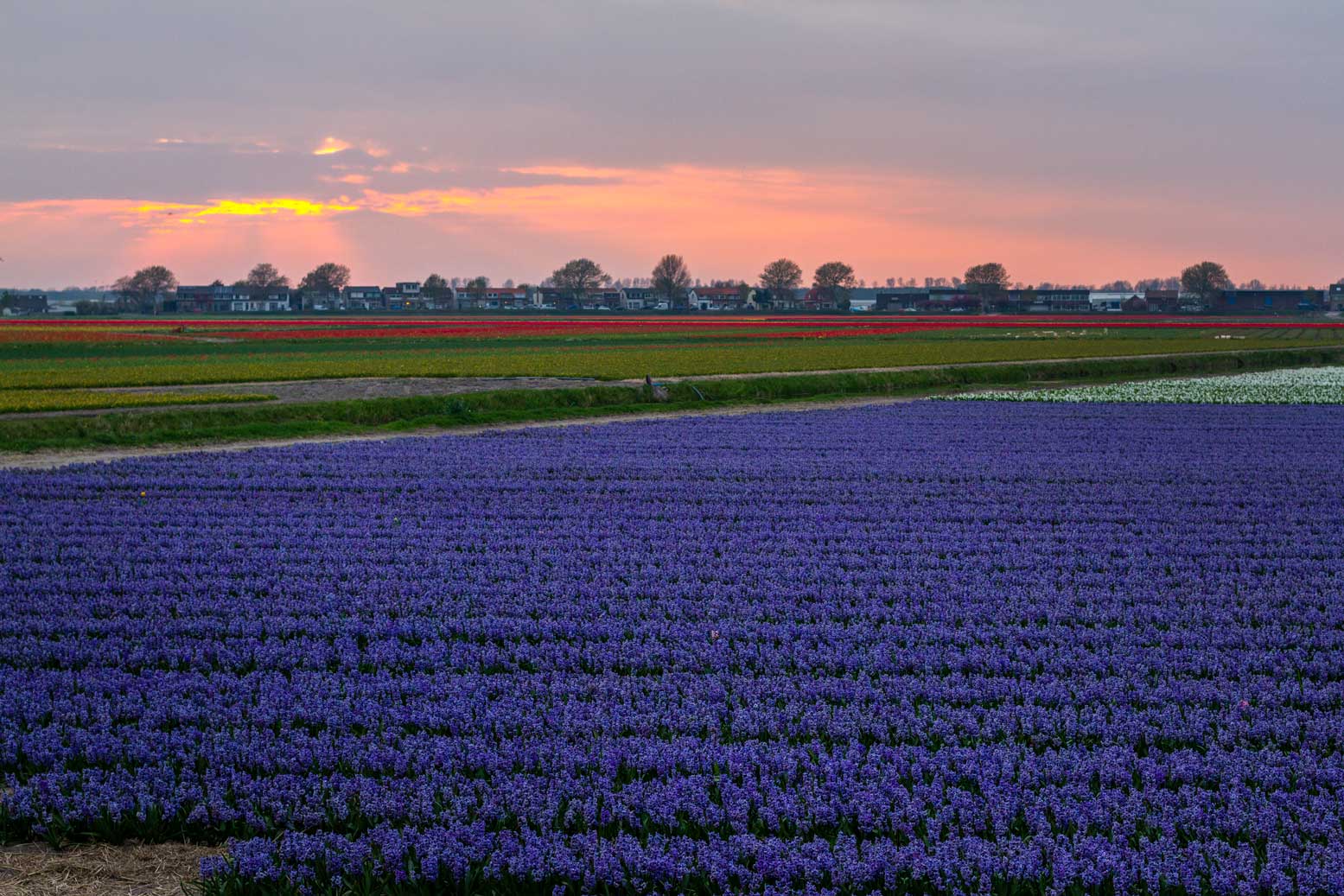 A guide to visiting the tulip fields in the Netherlands - Part-Time Passport