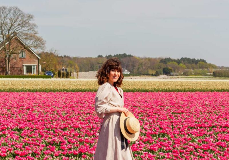 Pink Tulip Fields In The Netherlands